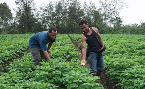 A potato field in the highlands of Papua New Guinea (Mount Hagen, Western Highlands Province) is being checked for blight (Courtesy: Paul Petrus, Panoramio) A potato field in the highlands of Papua New Guinea (Mount Hagen, Western Highlands Province) is being checked for blight (Courtesy: Paul Petrus, Panoramio)