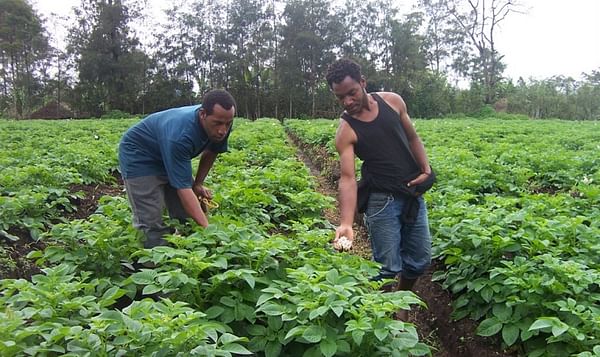 Papua New Guinea bans import Australian Potatoes