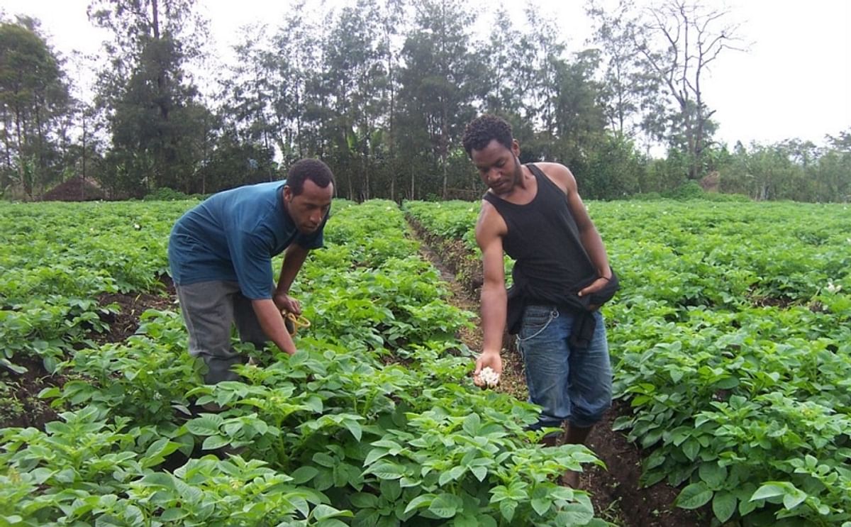 A potato field in the highlands of Papua New Guinea (Mount Hagen, Western Highlands Province) is being checked for blight (Courtesy: Paul Petrus, Panoramio)
