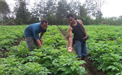 A potato field in the highlands of Papua New Guinea (Mount Hagen, Western Highlands Province) is being checked for blight (Courtesy: Paul Petrus, Panoramio) A potato field in the highlands of Papua New Guinea (Mount Hagen, Western Highlands Province) is being checked for blight (Courtesy: Paul Petrus, Panoramio)