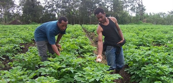 Papua New Guinea bans import Australian Potatoes