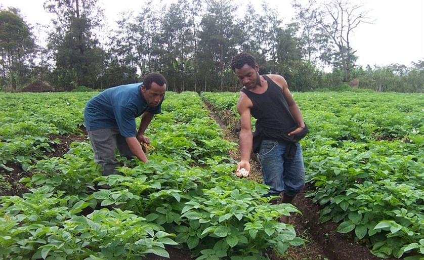 A potato field in the highlands of Papua New Guinea (Mount Hagen, Western Highlands Province) is being checked for blight (Courtesy: Paul Petrus, Panoramio)