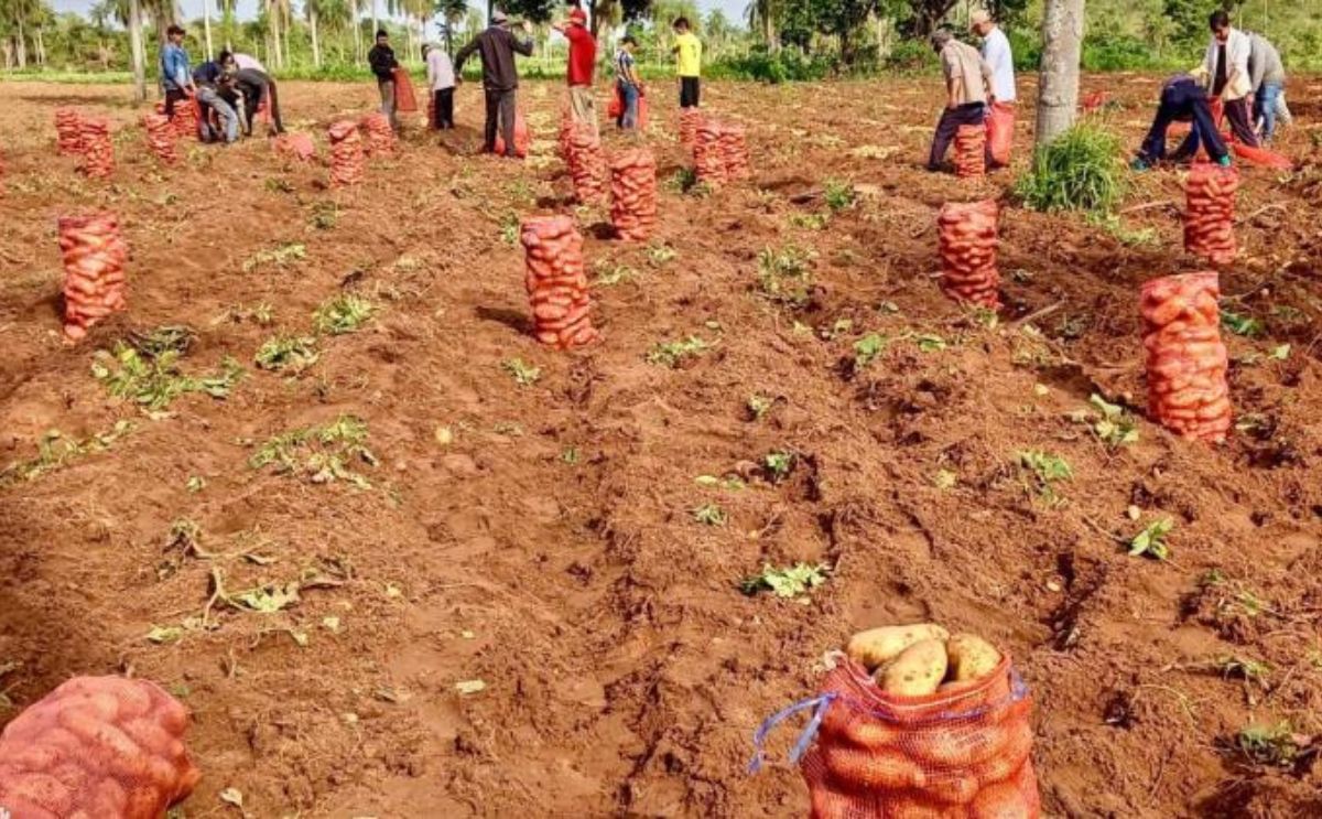 La papa impulsa el campo paraguayo