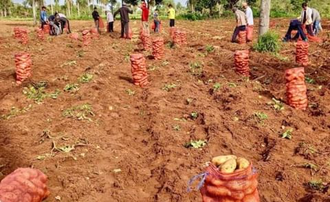 La papa impulsa el campo paraguayo La papa impulsa el campo paraguayo