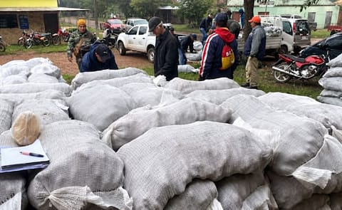 Trabajadores preparan y distribuyen semillas de papa a productores en Paraguay, mientras crece la preocupación por la reducción en la disponibilidad de semillas para la campaña de siembra de 2025 Trabajadores preparan y distribuyen semillas de papa a productores en Paraguay, mientras crece la preocupación por la reducción en la disponibilidad de semillas para la campaña de siembra de 2025