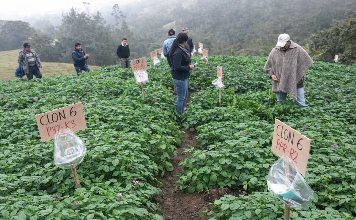 Páramos colombianos afectados por cultivos y cría de ganado