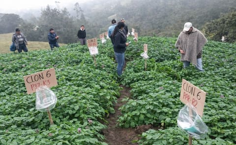 Páramos colombianos afectados por cultivos y cría de ganado Páramos colombianos afectados por cultivos y cría de ganado