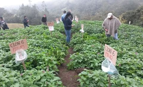 Páramos colombianos afectados por cultivos y cría de ganado Páramos colombianos afectados por cultivos y cría de ganado