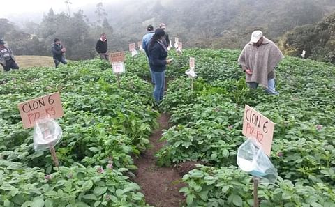 Páramos colombianos afectados por cultivos y cría de ganado Páramos colombianos afectados por cultivos y cría de ganado