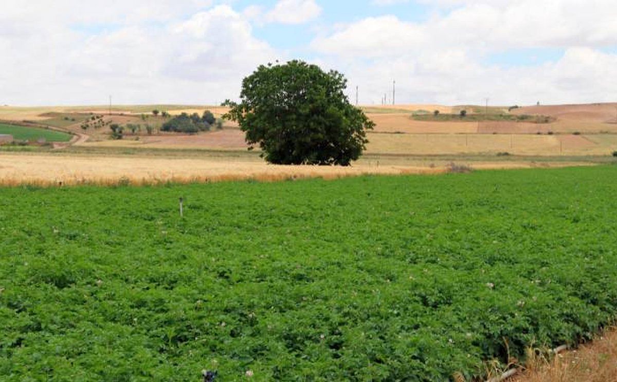 Parcela sembrada de patatas en Cantalpino.