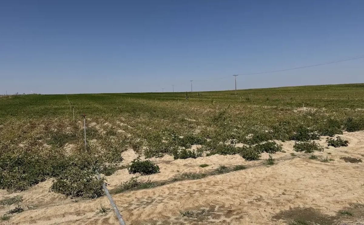 Parcela de patatas en la comarca de Peñaranda.