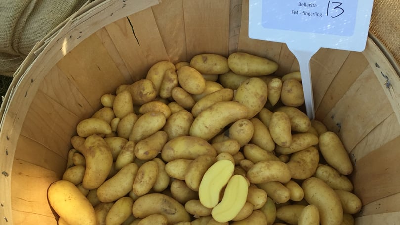 One of the potato varieties that will be shown on Parkland's Potato Variety field day is this fingerling 'Bellanita'