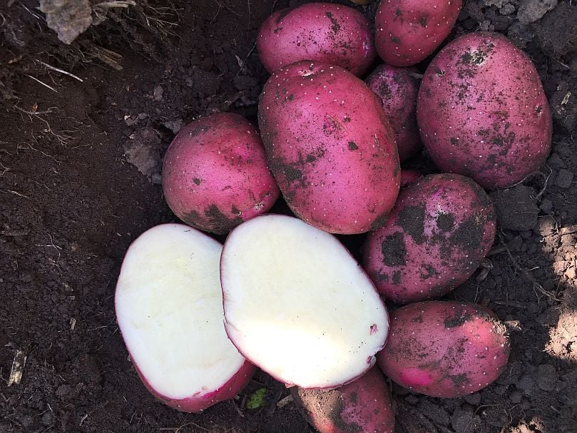 One of Parkland's potato varieties. One of Parkland's potato varieties.