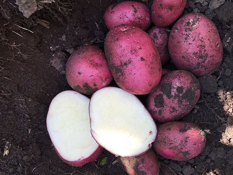 One of Parkland's potato varieties. One of Parkland's potato varieties.