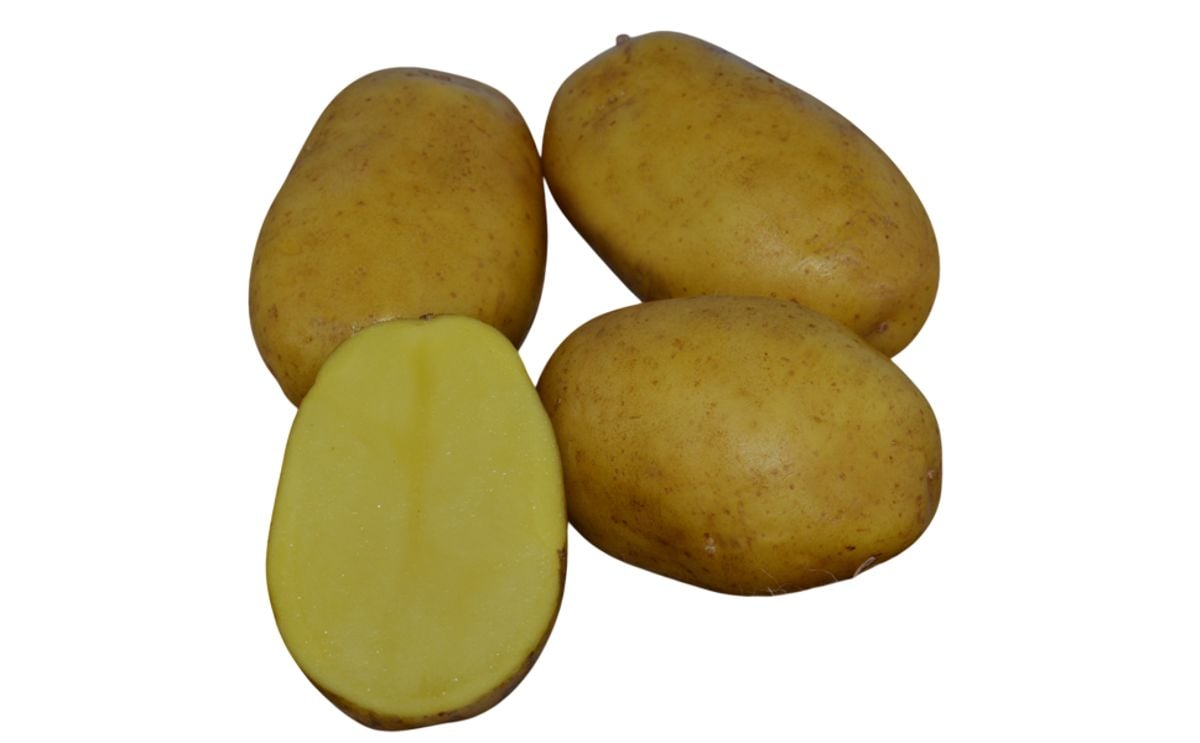 PAROLI