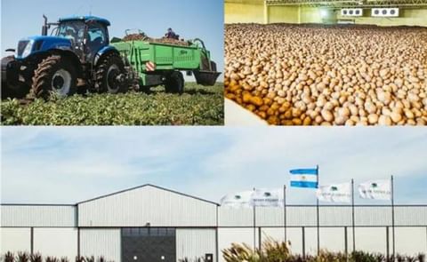 Argentina: primer producción de papa con huella de carbono certificada Argentina: primer producción de papa con huella de carbono certificada