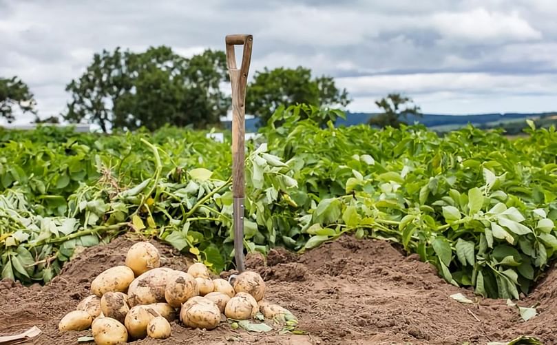 Particularly Good Potatoes. Picture: Sally Ann Norman