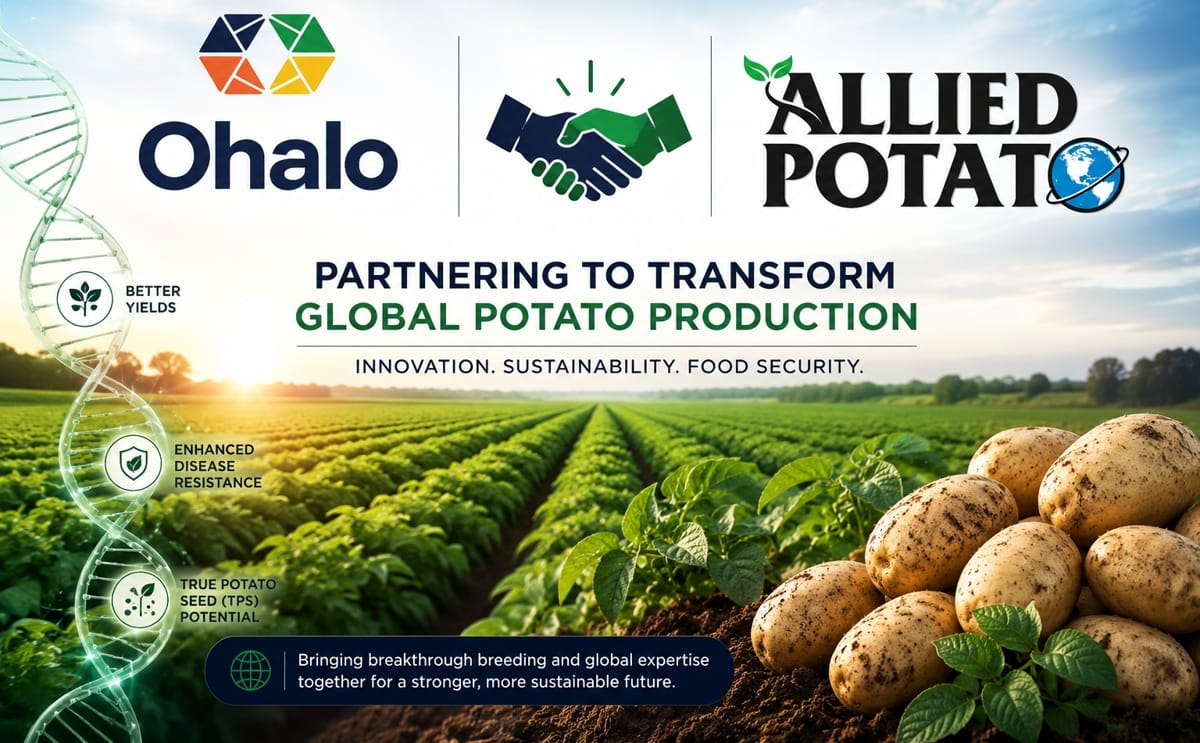 Ohalo and Allied Potato join forces to accelerate the development of next-generation potato varieties, combining advanced Boosted Breeding™ technology with global agronomic expertise to deliver higher yields, enhanced disease resistance, and sustainable potato production worldwide.