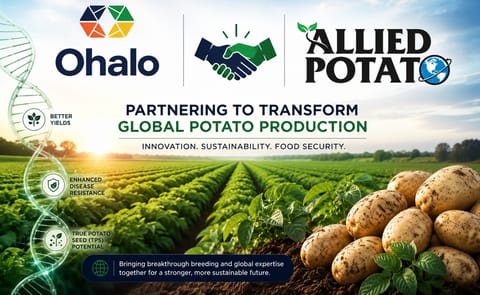 Ohalo and Allied Potato join forces to accelerate the development of next-generation potato varieties, combining advanced Boosted Breeding™ technology with global agronomic expertise to deliver higher yields, enhanced disease resistance, and sustainable potato production worldwide. Ohalo and Allied Potato join forces to accelerate the development of next-generation potato varieties, combining advanced Boosted Breeding™ technology with global agronomic expertise to deliver higher yields, enhanced disease resistance, and sustainable potato production worldwide.