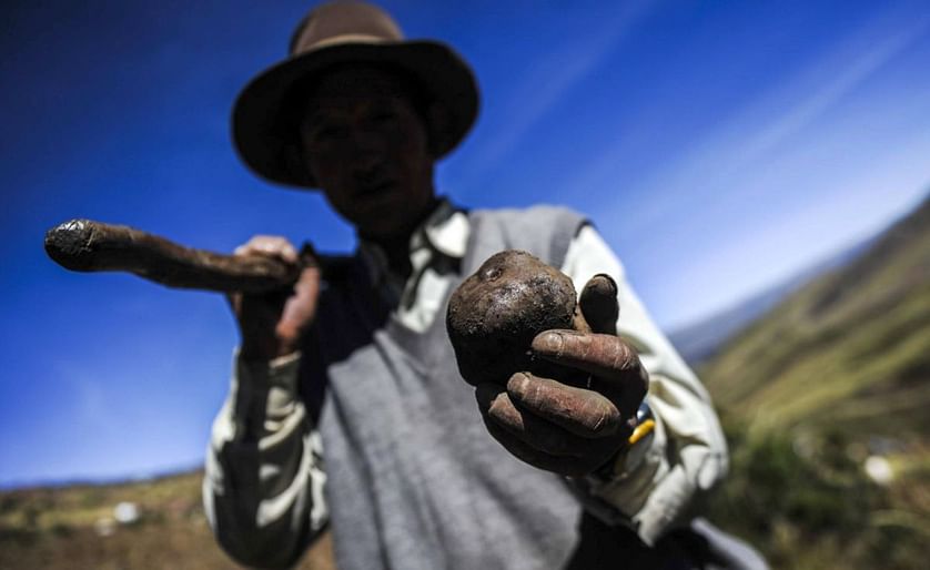 El cambio climático comienza a afectar al legendario alimento. En Perú, cuna de la patata, donde hay 4.000 variedades, campesinos y científicos temen daños ante las variaciones de heladas y lluvias.