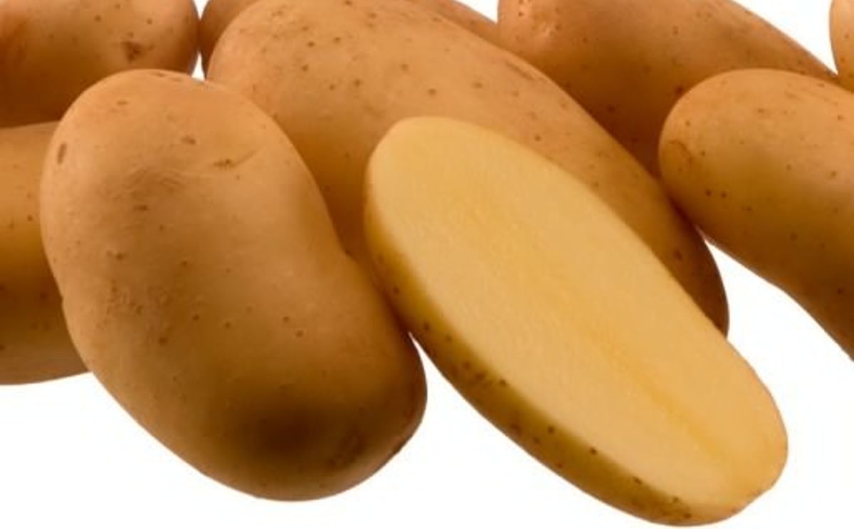 La interprofesional de la papa, clave para el futuro del sector en España La interprofesional de la papa, clave para el futuro del sector en España