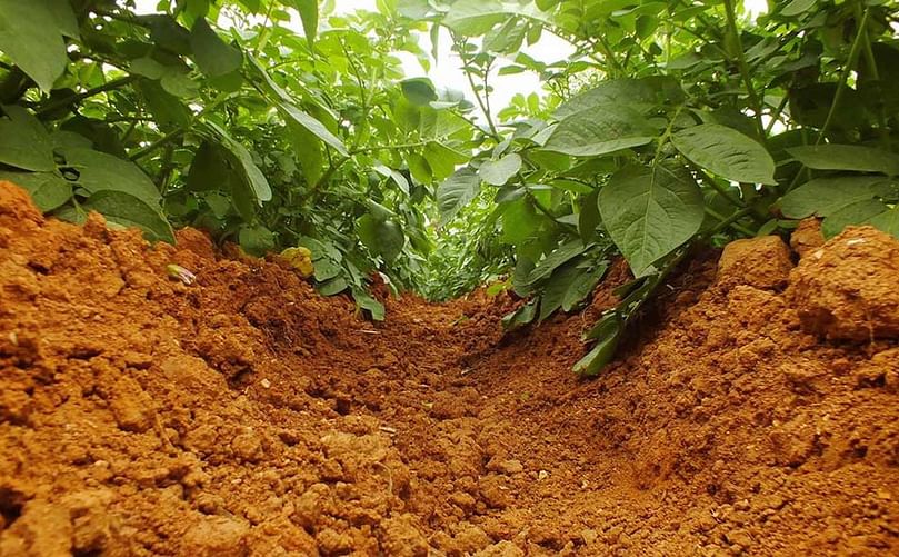 El escalonamiento de las siembras hacían prever que el arranque sería también paulatino, pero no. El calor ha supuesto que se quemen también las pieles del tubérculo. El escalonamiento de las siembras hacían prever que el arranque sería también paulatino, pero no. El calor ha supuesto que se quemen también las pieles del tubérculo.