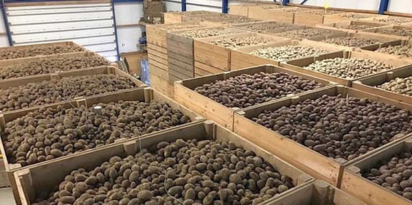 La experiencia de Abiomed en el tratamiento antigerminante de patata almacenada en España