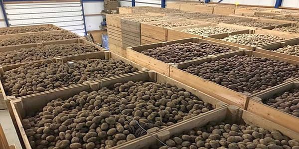 La experiencia de Abiomed en el tratamiento antigerminante de patata almacenada en España