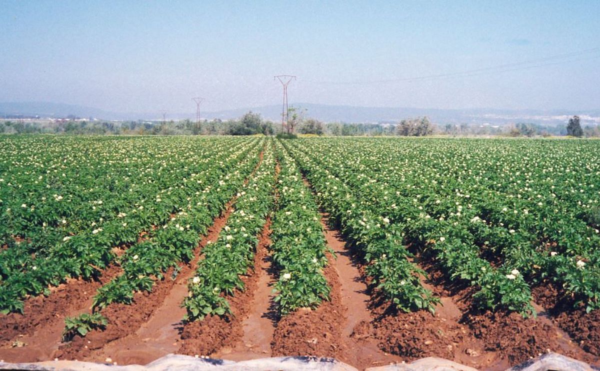 Patata Andalucia Patata Andalucia