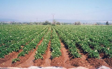 Patata Andalucia Patata Andalucia