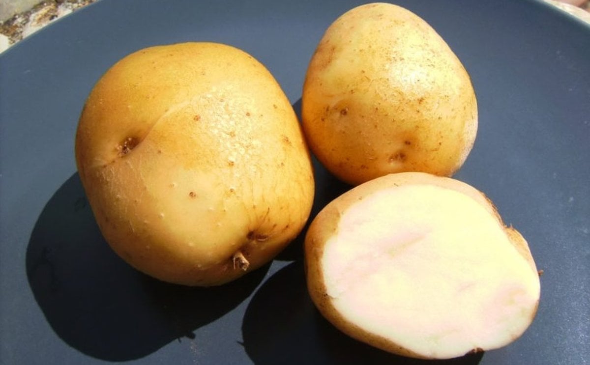 Instituto Colombiano Agropecuario presentó plan de control de plagas en cultivo de papa Instituto Colombiano Agropecuario presentó plan de control de plagas en cultivo de papa