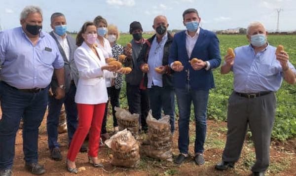 España: La patata de Cartagena quiere una figura de calidad.
