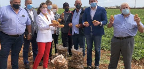 España: La patata de Cartagena quiere una figura de calidad.