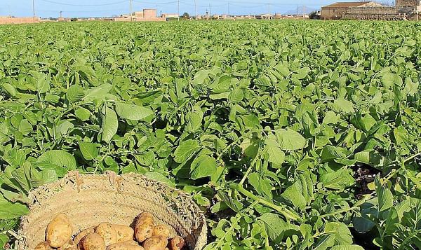 Baleares pide al Reino Unido que el Brexit no afecte a la exportación de la patata