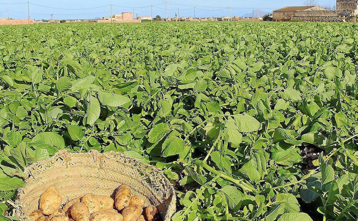 Baleares pide al Reino Unido que el Brexit no afecte a la exportación de la patata Baleares pide al Reino Unido que el Brexit no afecte a la exportación de la patata