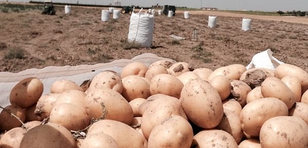 Castilla y León: Los rendimientos de la patata han mejorado un 80 porciento en los últimos 40 años.