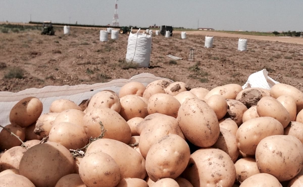 Castilla y León Los rendimientos de la patata han mejorado un 80