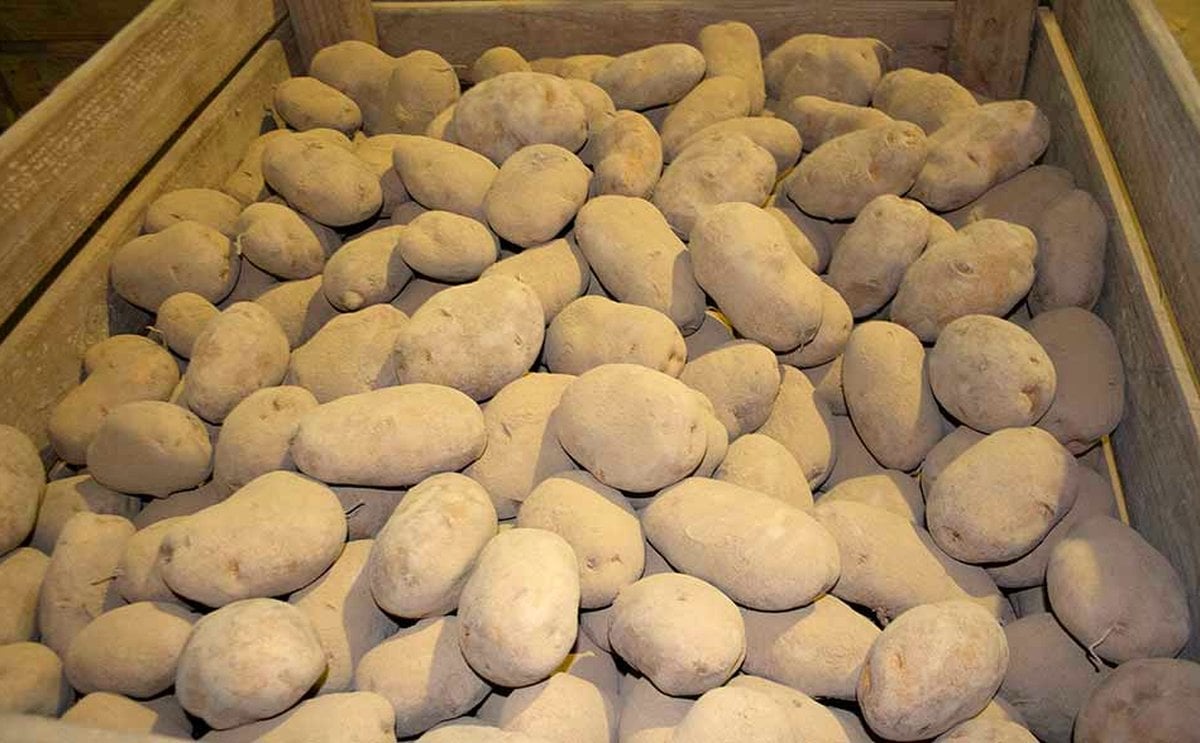 España: Operadores de patatas piden que se apruebe el antigerminante 'Dormir' España: Operadores de patatas piden que se apruebe el antigerminante 'Dormir'
