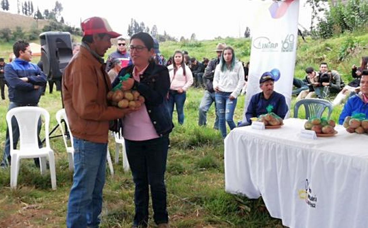 Una nueva variedad de papa fue presentada en Ecuador Una nueva variedad de papa fue presentada en Ecuador