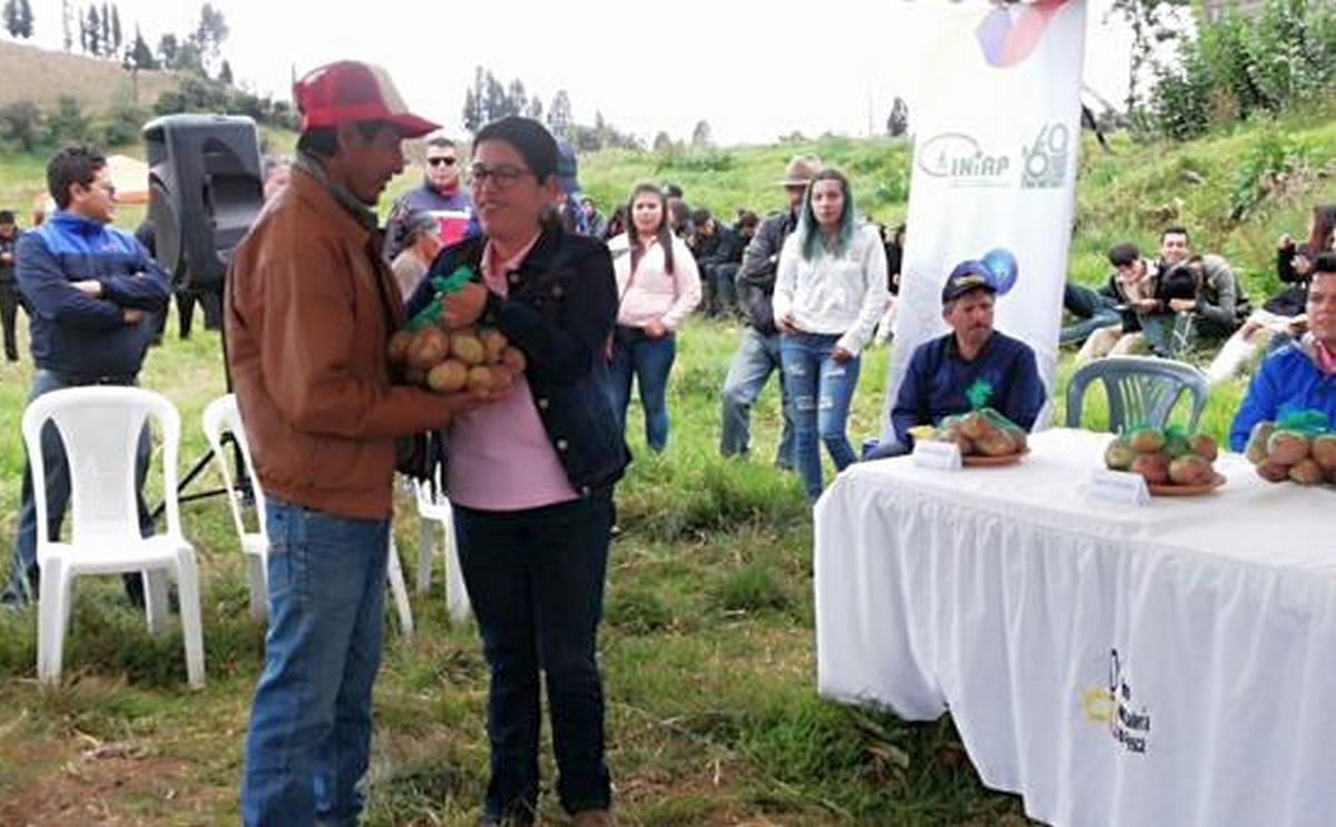 Entrega de semillas de la variedad de papa INIAP-Fátima. (Cortesía: Ministerio de Agricultura)