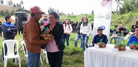 Una nueva variedad de papa fue presentada en Ecuador