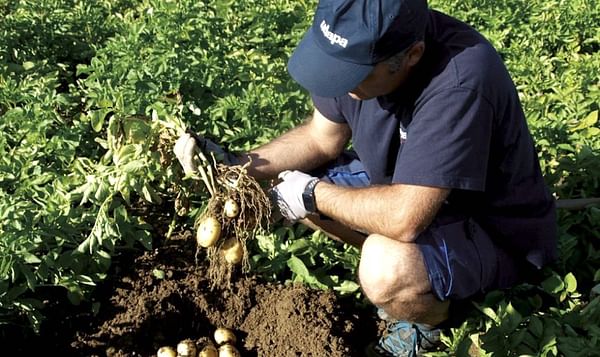 España: El calor reduce la cosecha de la patata de Álava.