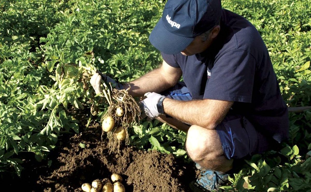 España: El calor reduce la cosecha de la patata de Álava.