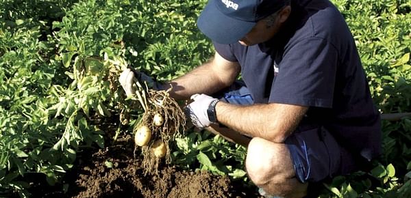 España: El calor reduce la cosecha de la patata de Álava.