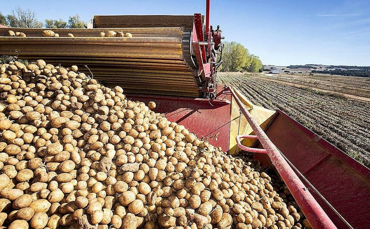 Recogida de patatas en un finca de la provincia de Burgos. (Courtesy: Luis López Araico)