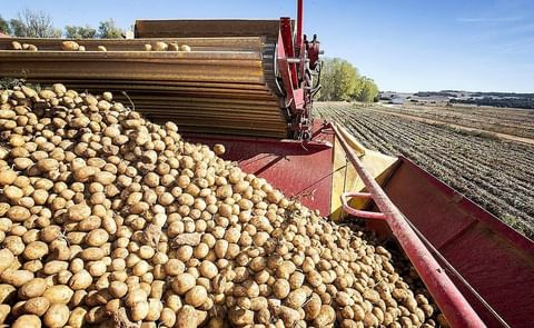 Recogida de patatas en un finca de la provincia de Burgos. (Courtesy: Luis López Araico) Recogida de patatas en un finca de la provincia de Burgos. (Courtesy: Luis López Araico)
