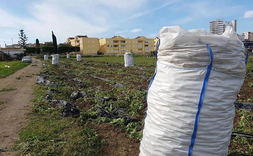 El cultivo se realiza en la zona bajo plástico. Primero, para evitar la proliferación de malas hierbas , y segundo para acelerar su crecimiento y desarrollo.