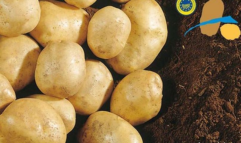 La patata con producción certificada por la IXP, de variedad kennebec, se paga un poco más que la otra (unos 0,30 céntimos el kilo)