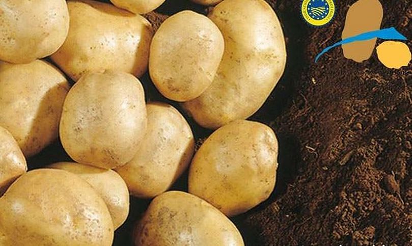 La patata con producción certificada por la IXP, de variedad kennebec, se paga un poco más que la otra (unos 0,30 céntimos el kilo) La patata con producción certificada por la IXP, de variedad kennebec, se paga un poco más que la otra (unos 0,30 céntimos el kilo)