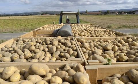 Patata Gallega Patata Gallega